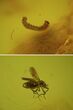 Detailed Fossil Fly (Diptera) & Butterfly Larva In Baltic Amber #50640-1
